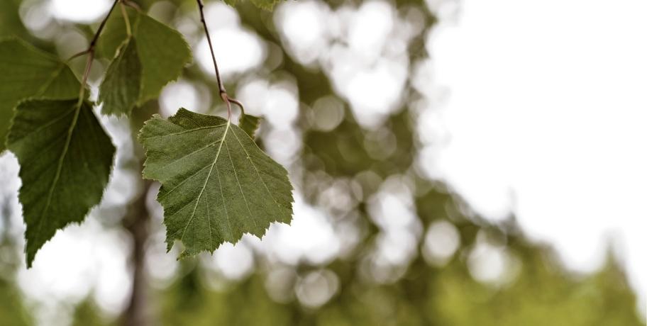 11 viktiga näringsämnen, vitaminer och mineraler som skyddar mot radioaktivitet och skador från strålning 11 viktiga näringsämnen, vitaminer och mineraler som skyddar mot radioaktivitet och skador från strålning