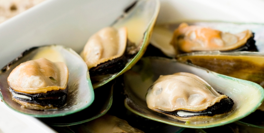Allt om Grönläppad mussla