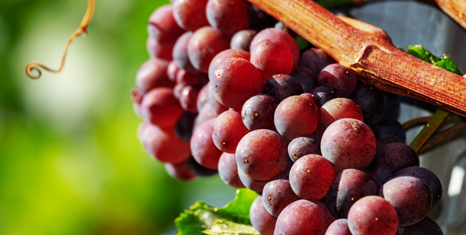 Allt om Resveratrol