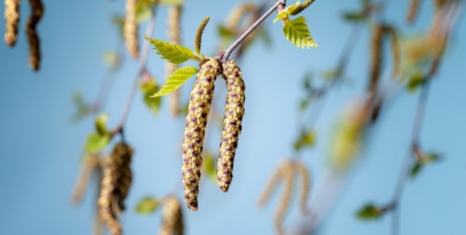 5 enkla tips för att slippa pollenallergi