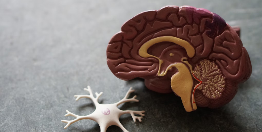 Förhindrar resveratrol Alzheimers? Förhindrar resveratrol Alzheimers?