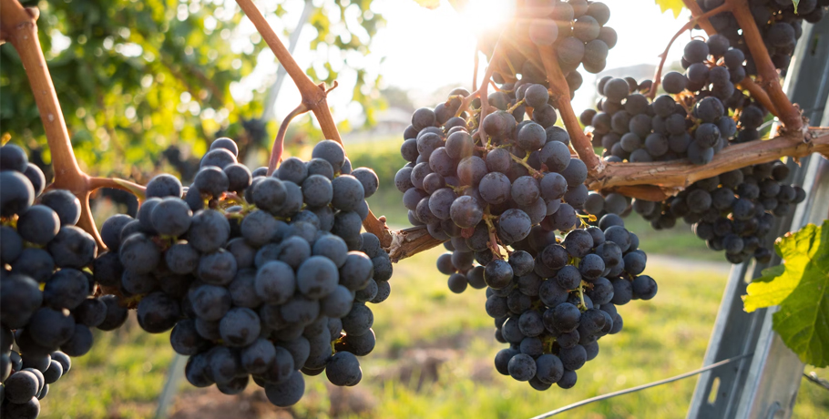 Resveratrol bättrar blodcirkulation & insulinkänslighet
