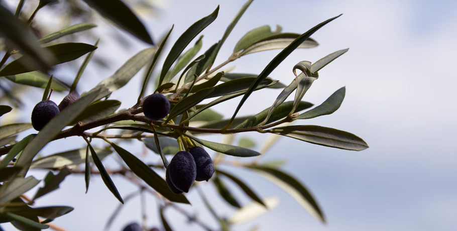 Upptäck de fantastiska hälsofördelarna med olivbladsextrakt